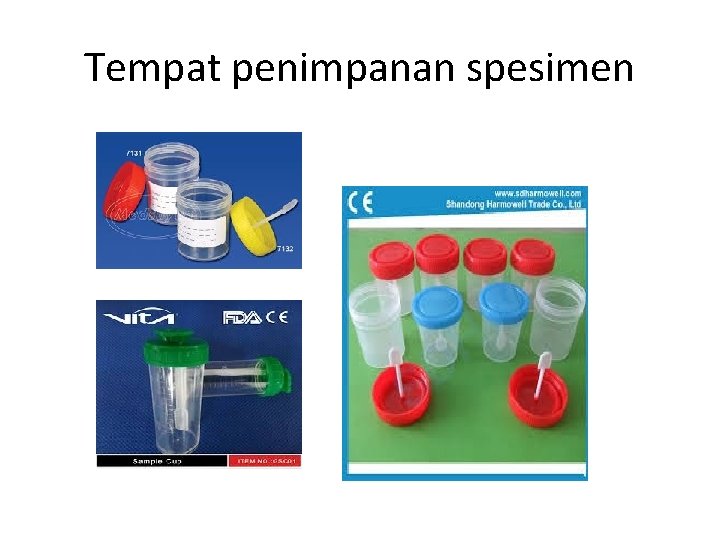 Tempat penimpanan spesimen 