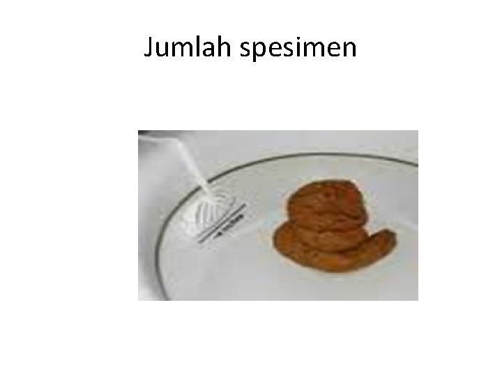 Jumlah spesimen 