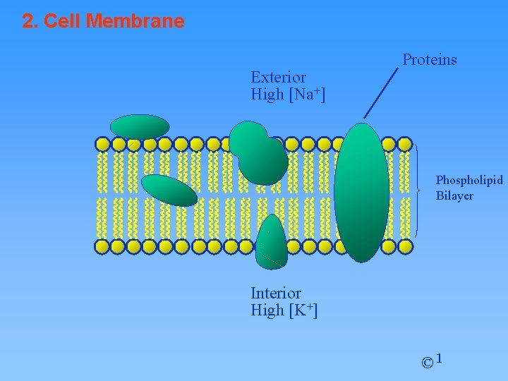 2. Cell Membrane Exterior High [Na+] Proteins Phospholipid Bilayer Interior High [K+] © 1