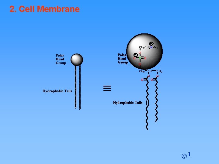 2. Cell Membrane CH 2 NMe 3 Polar Head Group O O P O