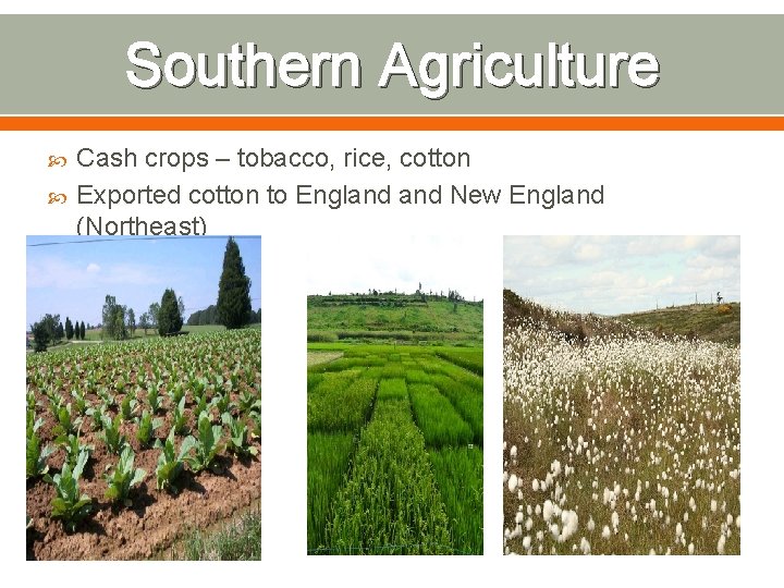 Southern Agriculture Cash crops – tobacco, rice, cotton Exported cotton to England New England