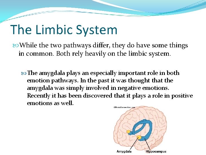 The Limbic System While the two pathways differ, they do have some things in