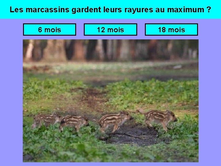 Les marcassins gardent leurs rayures au maximum ? 6 mois 12 mois 18 mois