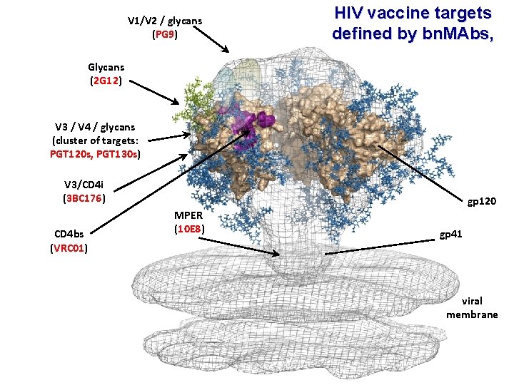 V 1/V 2 / glycans (PG 9) HIV vaccine targets defined by bn. MAbs,