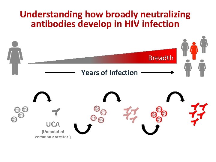 Understanding how broadly neutralizing antibodies develop in HIV infection Breadth Years of Infection UCA