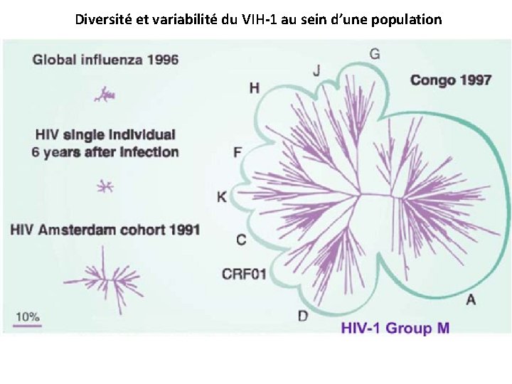 Diversité et variabilité du VIH-1 au sein d’une population 
