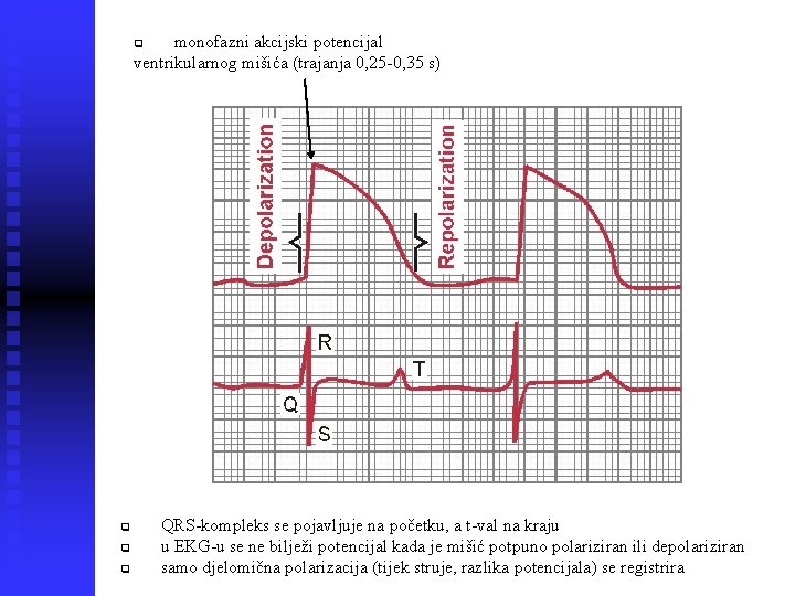 monofazni akcijski potencijal ventrikularnog mišića (trajanja 0, 25 -0, 35 s) q q QRS-kompleks