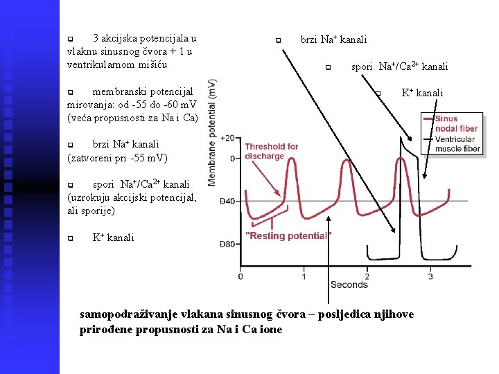 3 akcijska potencijala u vlaknu sinusnog čvora + 1 u ventrikularnom mišiću q membranski