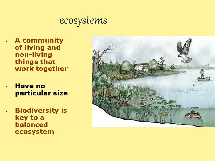 ecosystems • • • A community of living and non-living things that work together