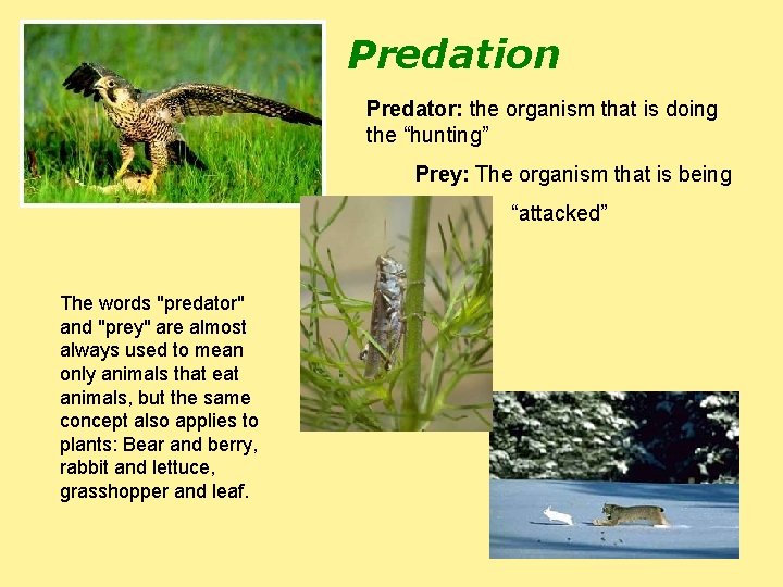 Predation Predator: the organism that is doing the “hunting” Prey: The organism that is