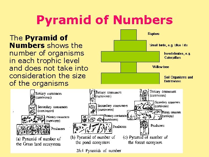 Pyramid of Numbers The Pyramid of Numbers shows the number of organisms in each