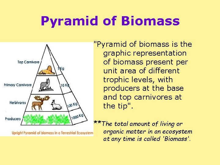 Pyramid of Biomass "Pyramid of biomass is the graphic representation of biomass present per