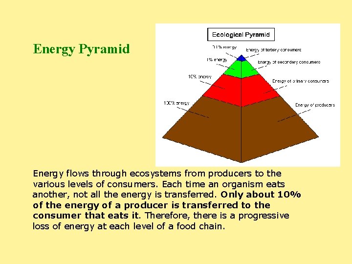 Energy Pyramid Energy flows through ecosystems from producers to the various levels of consumers.