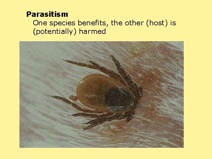 Parasitism One species benefits, the other (host) is (potentially) harmed 