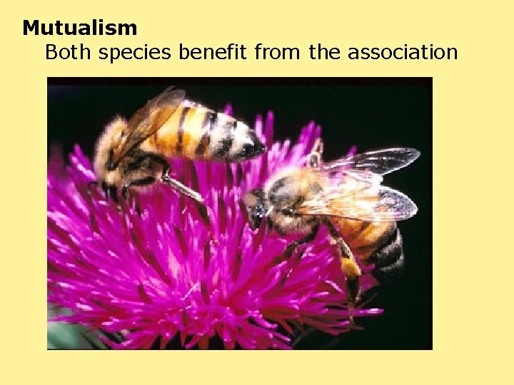 Mutualism Both species benefit from the association 