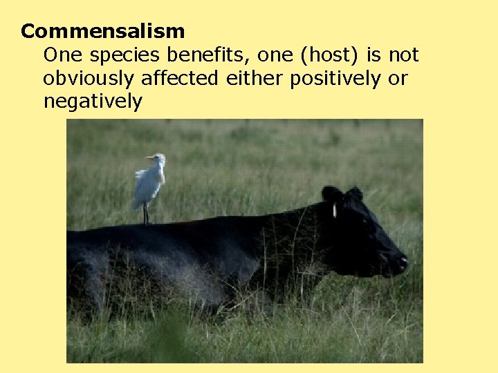 Commensalism One species benefits, one (host) is not obviously affected either positively or negatively
