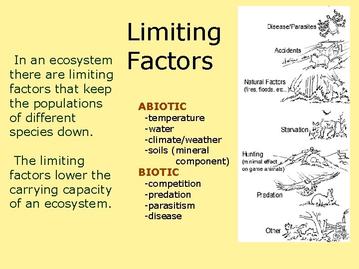  In an ecosystem there are limiting factors that keep the populations of different