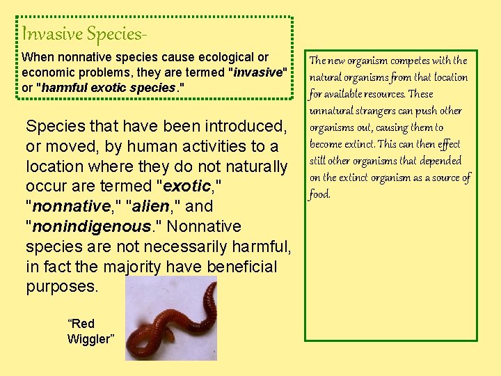 Invasive Species. When nonnative species cause ecological or economic problems, they are termed "invasive"