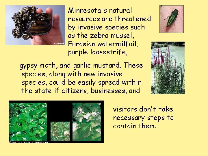 Minnesota's natural resources are threatened by invasive species such as the zebra mussel, Eurasian