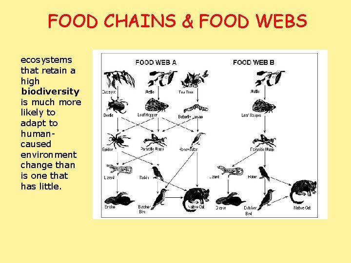 FOOD CHAINS & FOOD WEBS ecosystems that retain a high biodiversity is much more