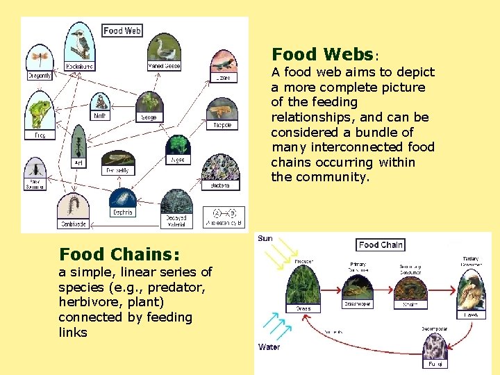 Food Webs: A food web aims to depict a more complete picture of the