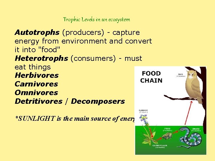 Trophic Levels in an ecosystem Autotrophs (producers) - capture energy from environment and convert