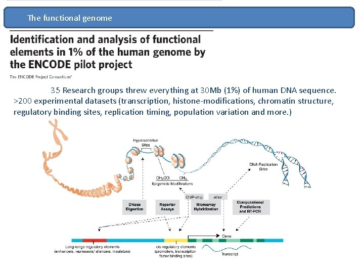The functional genome 35 Research groups threw everything at 30 Mb (1%) of human