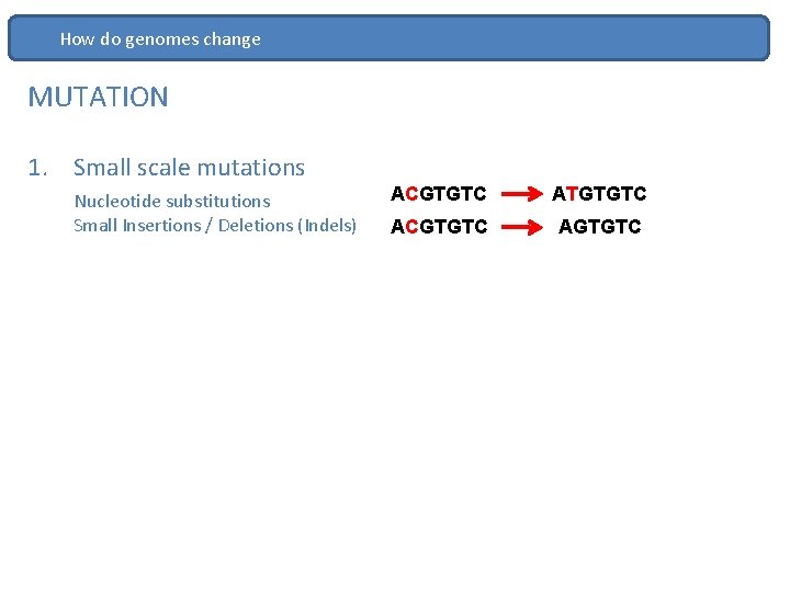 How do genomes change MUTATION 1. Small scale mutations Nucleotide substitutions Small Insertions /