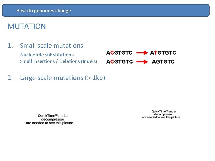 How do genomes change MUTATION 1. Small scale mutations Nucleotide substitutions Small Insertions /
