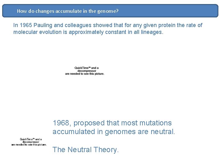 How do changes accumulate in the genome? In 1965 Pauling and colleagues showed that