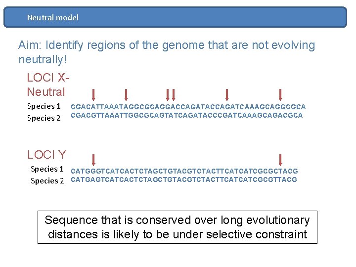Neutral model Aim: Identify regions of the genome that are not evolving neutrally! LOCI