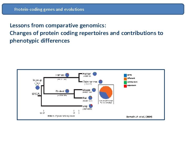 Protein-coding genes and evolutions Lessons from comparative genomics: Changes of protein coding repertoires and