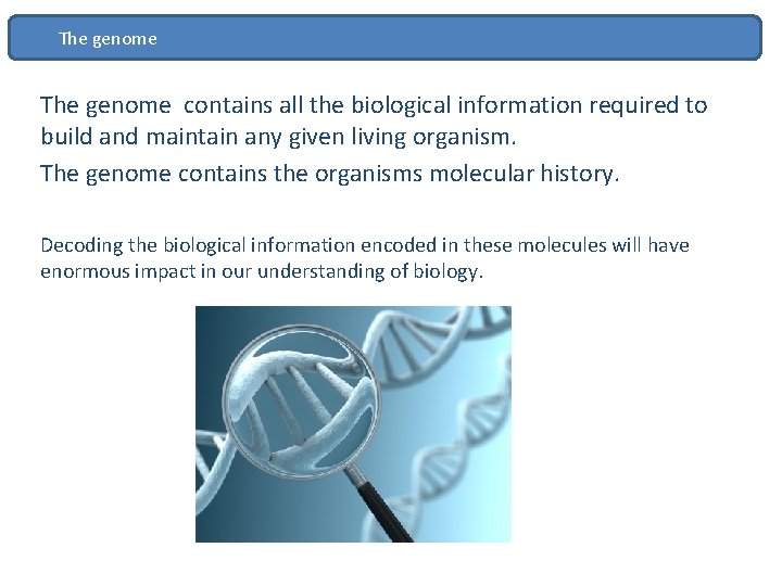 The genome contains all the biological information required to build and maintain any given