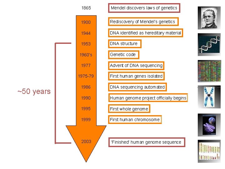 ~50 years 1865 Mendel discovers laws of genetics 1900 Rediscovery of Mendel’s genetics 1944