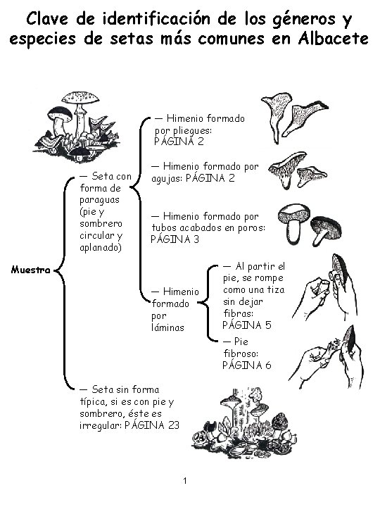 Clave de identificación de los géneros y especies de setas más comunes en Albacete