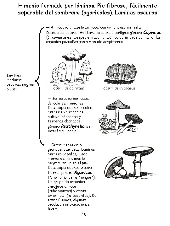 Himenio formado por láminas. Pie fibroso, fácilmente separable del sombrero (agaricales). Láminas oscuras ―