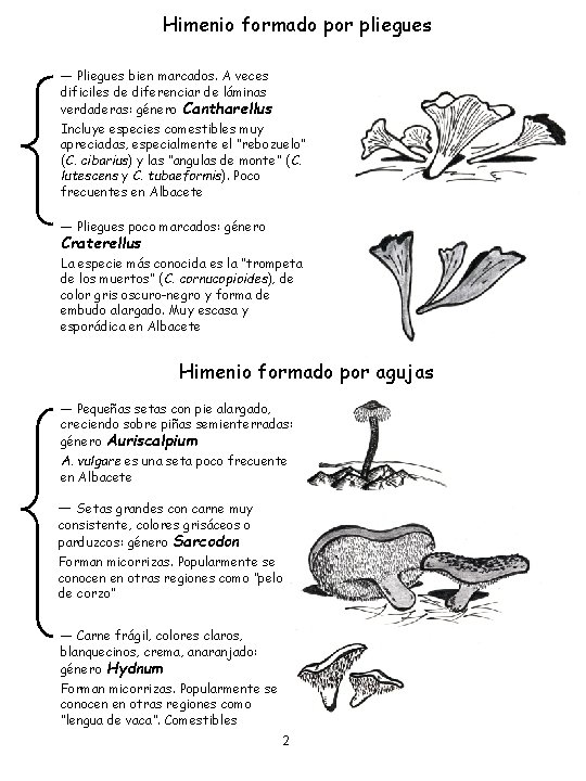 Himenio formado por pliegues ― Pliegues bien marcados. A veces dificiles de diferenciar de