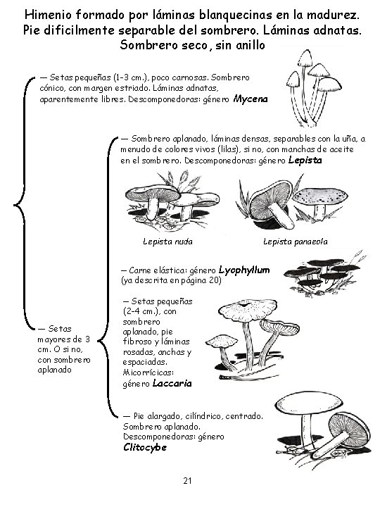 Himenio formado por láminas blanquecinas en la madurez. Pie dificilmente separable del sombrero. Láminas