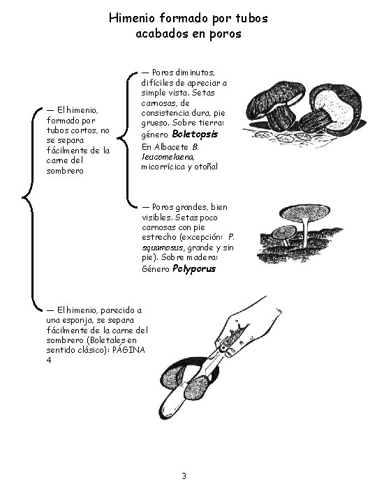 Himenio formado por tubos acabados en poros ― El himenio, formado por tubos cortos,