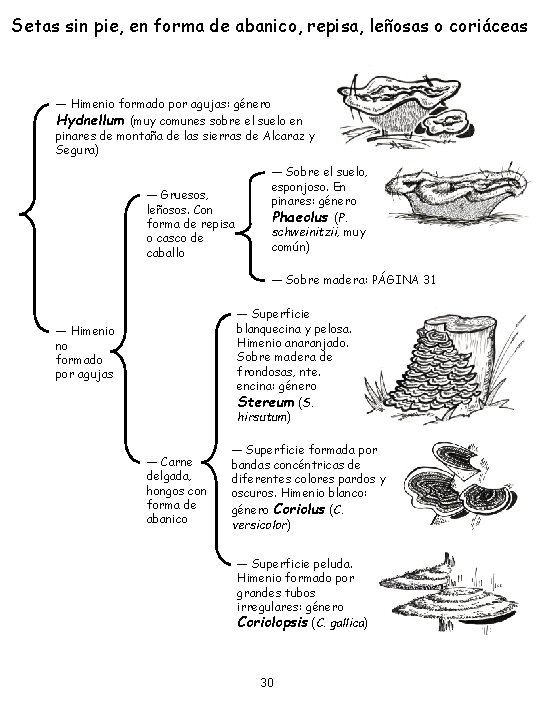 Setas sin pie, en forma de abanico, repisa, leñosas o coriáceas ― Himenio formado