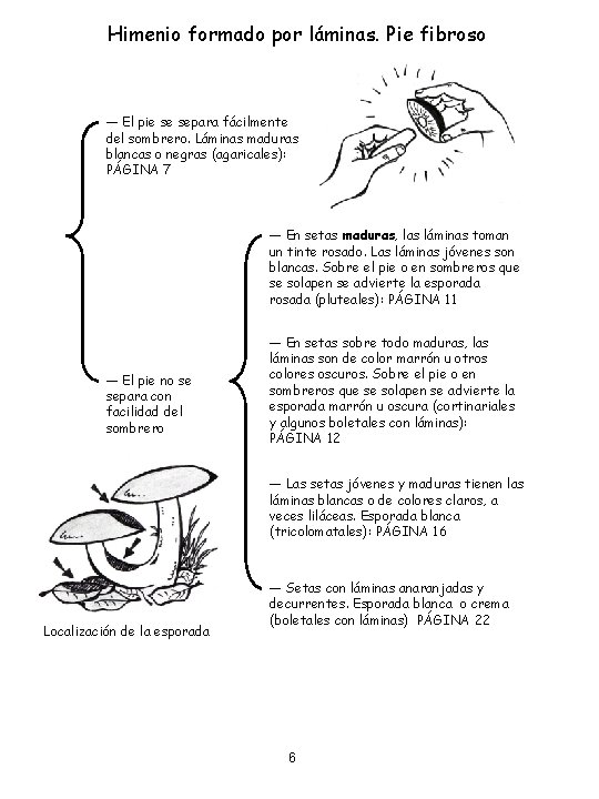 Himenio formado por láminas. Pie fibroso ― El pie se separa fácilmente del sombrero.