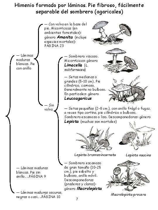 Himenio formado por láminas. Pie fibroso, fácilmente separable del sombrero (agaricales) ― Con volva