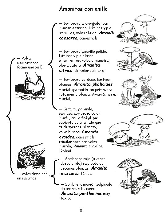 Amanitas con anillo ― Sombrero anaranjado, con margen estriado. Láminas y pie amarillos, volva