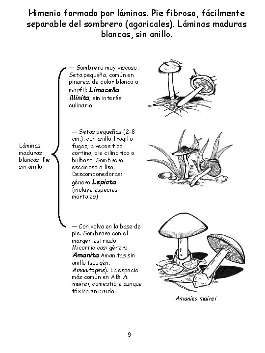 Himenio formado por láminas. Pie fibroso, fácilmente separable del sombrero (agaricales). Láminas maduras blancas,