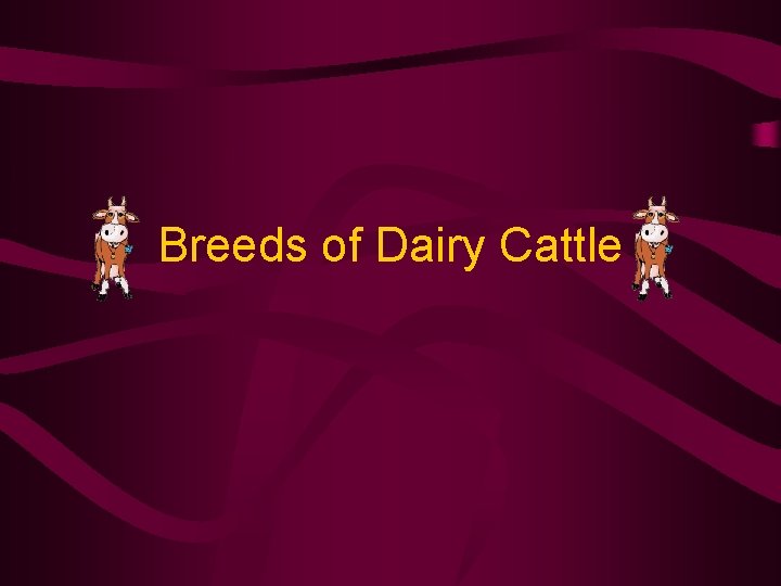 Breeds of Dairy Cattle 