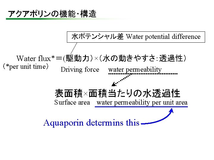 アクアポリンの機能・構造 水ポテンシャル差 Water potential difference Water flux*＝(駆動力）×（水の動きやすさ：透過性） （*per unit time） Driving force water permeability
