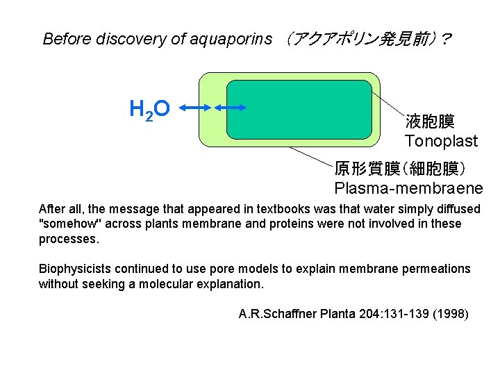 Before discovery of aquaporins　（アクアポリン発見前）？ H 2 O 液胞膜 Tonoplast 原形質膜（細胞膜） Plasma-membraene After all, the