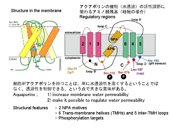 Structure in the membrane アクアポリンの機能（水透過）の活性調節に 関わるアミノ酸残基（植物の場合） Regulatory regions 細胞がアクアポリンを持つことは、単に水透過性を高くするということでは なく、透過性を制御できる、という点で大きな意味がある。 Aquaporins ; 1) increase