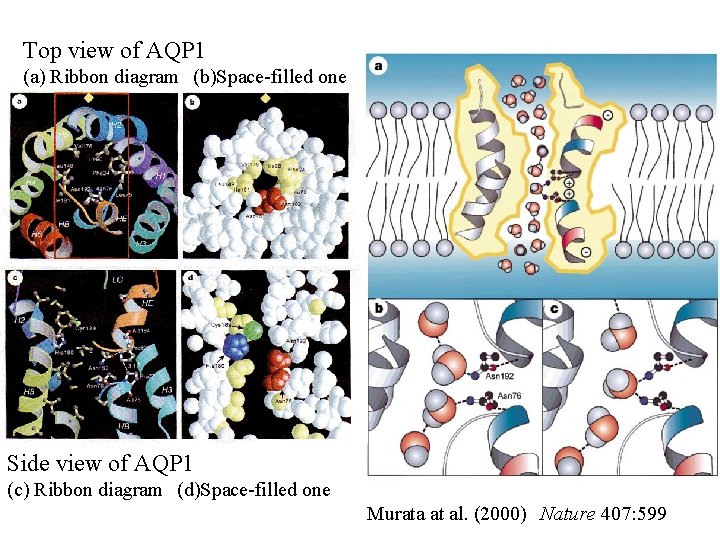 Top view of AQP 1 (a) Ribbon diagram　(b)Space-filled one Side view of AQP 1