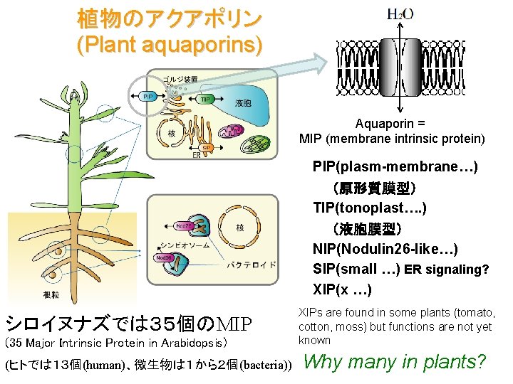 植物のアクアポリン (Plant aquaporins) Aquaporin = MIP (membrane intrinsic protein) PIP(plasm-membrane…) 　　（原形質膜型） TIP(tonoplast…. ) 　　（液胞膜型）